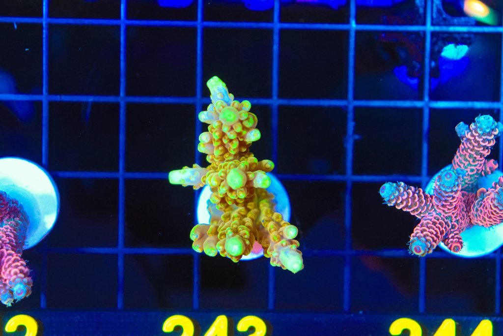 Frag Box Corals