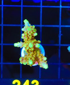 Wysiwyg Large Golden Budha Acropora Frag  [F243]