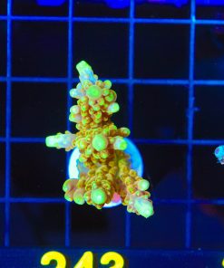Wysiwyg Large Golden Budha Acropora Frag  [F243]
