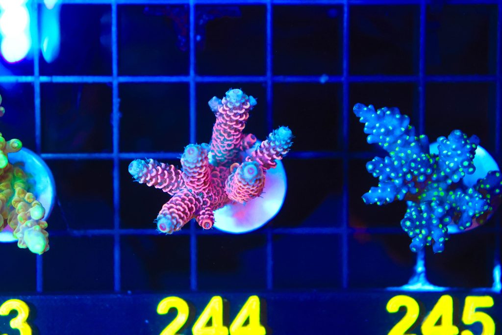 Frag Box Corals