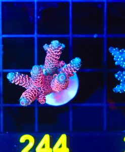 Wysiwyg Large Acropora Frag [F244]