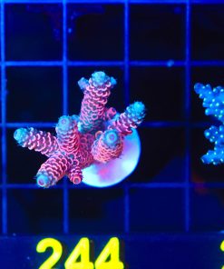 Wysiwyg Large Acropora Frag [F244]