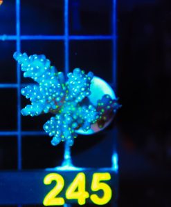 Wysiwyg Large Bonsai Acropora Valida Frag [F245]