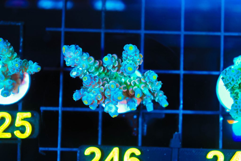 Frag Box Corals