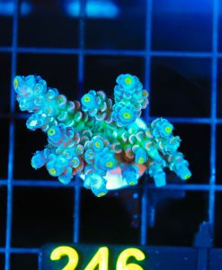 Wysiwyg Snake Charmer Acropora Tenuis Frag [F246]