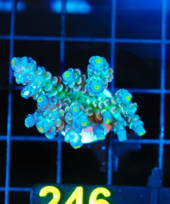 Wysiwyg Snake Charmer Acropora Tenuis Frag [F246]