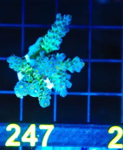 Wysiwyg Huge Sub Zero  Acropora Frag [F247]