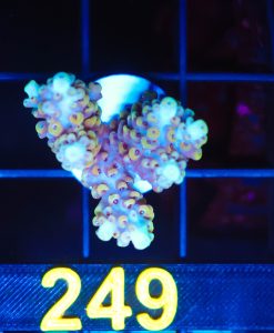 Wysiwyg Acropora Frag [F249]