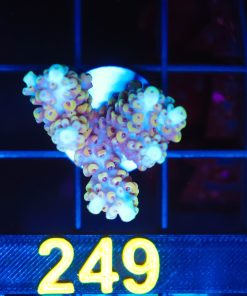 Wysiwyg Acropora Frag [F249]