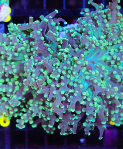 Wysiwyg Large Green Yaeyamaensis Frogspawn (C1) *(Fimbriaphyllia yaeyamaensis - rare species)*