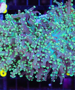 Wysiwyg Large Green Yaeyamaensis Frogspawn (C1) *(Fimbriaphyllia yaeyamaensis - rare species)*