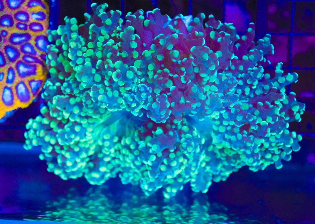 Frag Box Corals