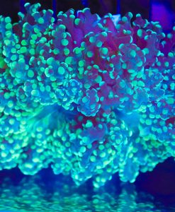 Wysiwyg Large Green Yaeyamaensis Frogspawn (C2) *(Fimbriaphyllia yaeyamaensis - rare species)*