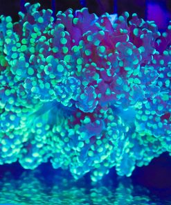 Wysiwyg Large Green Yaeyamaensis Frogspawn (C2) *(Fimbriaphyllia yaeyamaensis - rare species)*