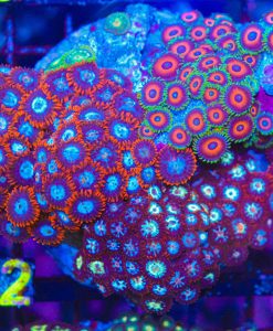 Wysiwyg Trio Zoanthid Combo Colony Rock (C92)