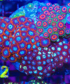 Wysiwyg Trio Zoanthid Combo Colony Rock (C92)
