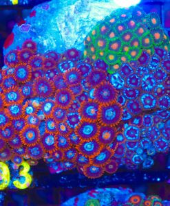 Wysiwyg Trio Zoanthid Combo Colony Rock (C93)