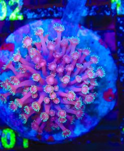 Wysiwyg Flowerpot Coral Colony (C101)