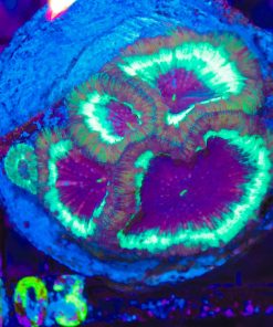 Wysiwyg Xl Head Blastomussa Vivida Colony (C103) *rare species*