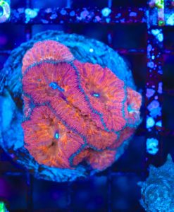 Wysiwyg Blastomussa Coral Colony  (C104)