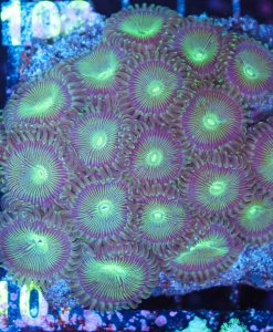 Wysiwyg Green Galaxy Massive Head Zoanthid Colony (C107)