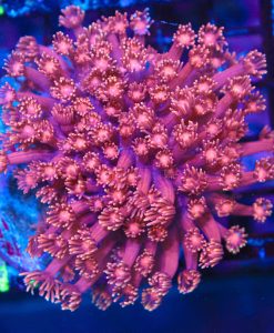 Wysiwyg Flowerpot Coral Colony (C111)