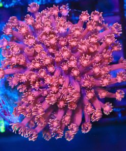Wysiwyg Flowerpot Coral Colony (C111)