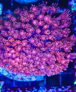 Wysiwyg Flowerpot Coral Colony (C117)
