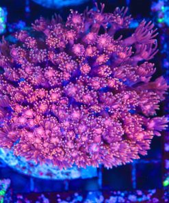 Wysiwyg Flowerpot Coral Colony (C117)