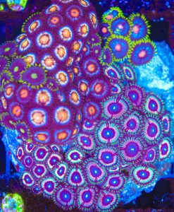 Wysiwyg Zoanthid Cluster Combo Colony (C119)