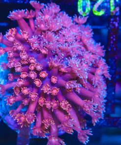 Wysiwyg Flowerpot Coral Colony (C120)