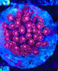 Wysiwyg Small Razzberry Goniopora Colony (C122)