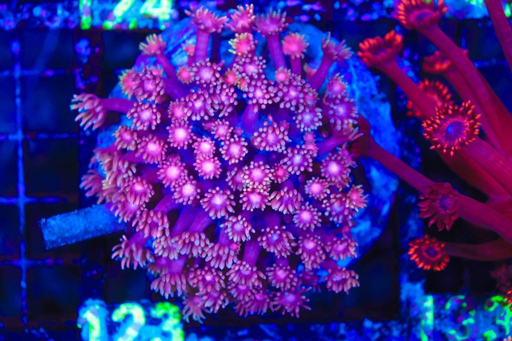Frag Box Corals