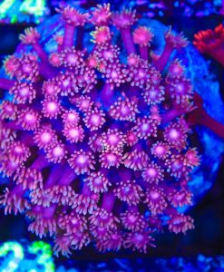 Wysiwyg Flowerpot Coral Colony (C123)