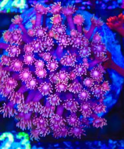 Wysiwyg Flowerpot Coral Colony (C123)