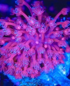 Wysiwyg Blue Tip Flowerpot Coral Colony (C125)