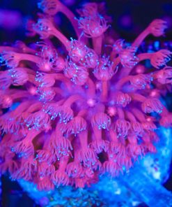 Wysiwyg Blue Tip Flowerpot Coral Colony (C125)