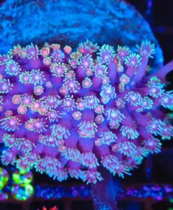 Wysiwyg Flowerpot Coral Colony (C128)
