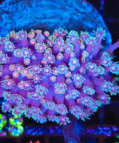 Wysiwyg Flowerpot Coral Colony (C128)