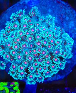 Wysiwyg Unique Pink Mouth Blue Flowerpot Colony (C153)