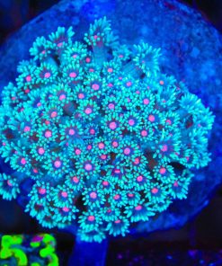 Wysiwyg Unique Pink Mouth Blue Flowerpot Colony (C153)