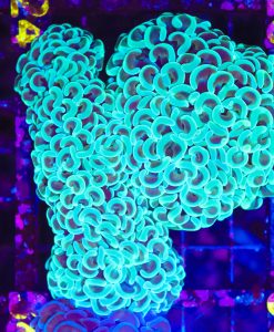 Wysiwyg Teal Hammer Coral Colony  (C24)