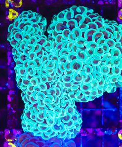 Wysiwyg Teal Hammer Coral Colony  (C24)