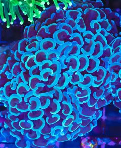 Wysiwyg Blue Hammer Coral Colony (C25) *rare color*