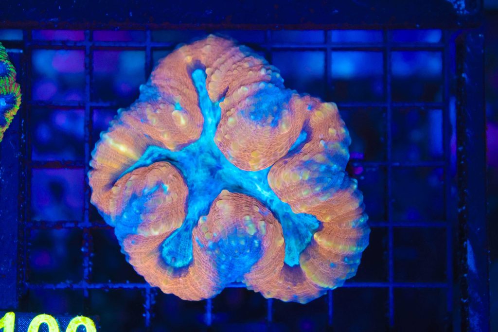 Frag Box Corals