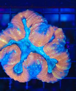 Wysiwyg Lobophyllia Coral (C100)