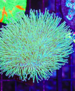 Wysiwyg Large Japanese Long Tentacle Weeping Willow Toadstool Leather Coral (C142)