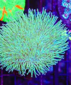 Wysiwyg Large Japanese Long Tentacle Weeping Willow Toadstool Leather Coral (C142)