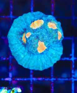 Wysiwyg Blue Mycedium Coral *rare species* From march's coral collection (C146)