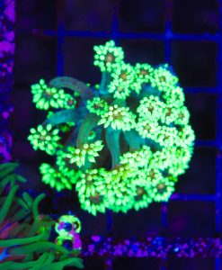 Wysiwyg Electric Neon Light Flowerpot Coral Frag (C148) Free shipping Minimum $149 livestock spend